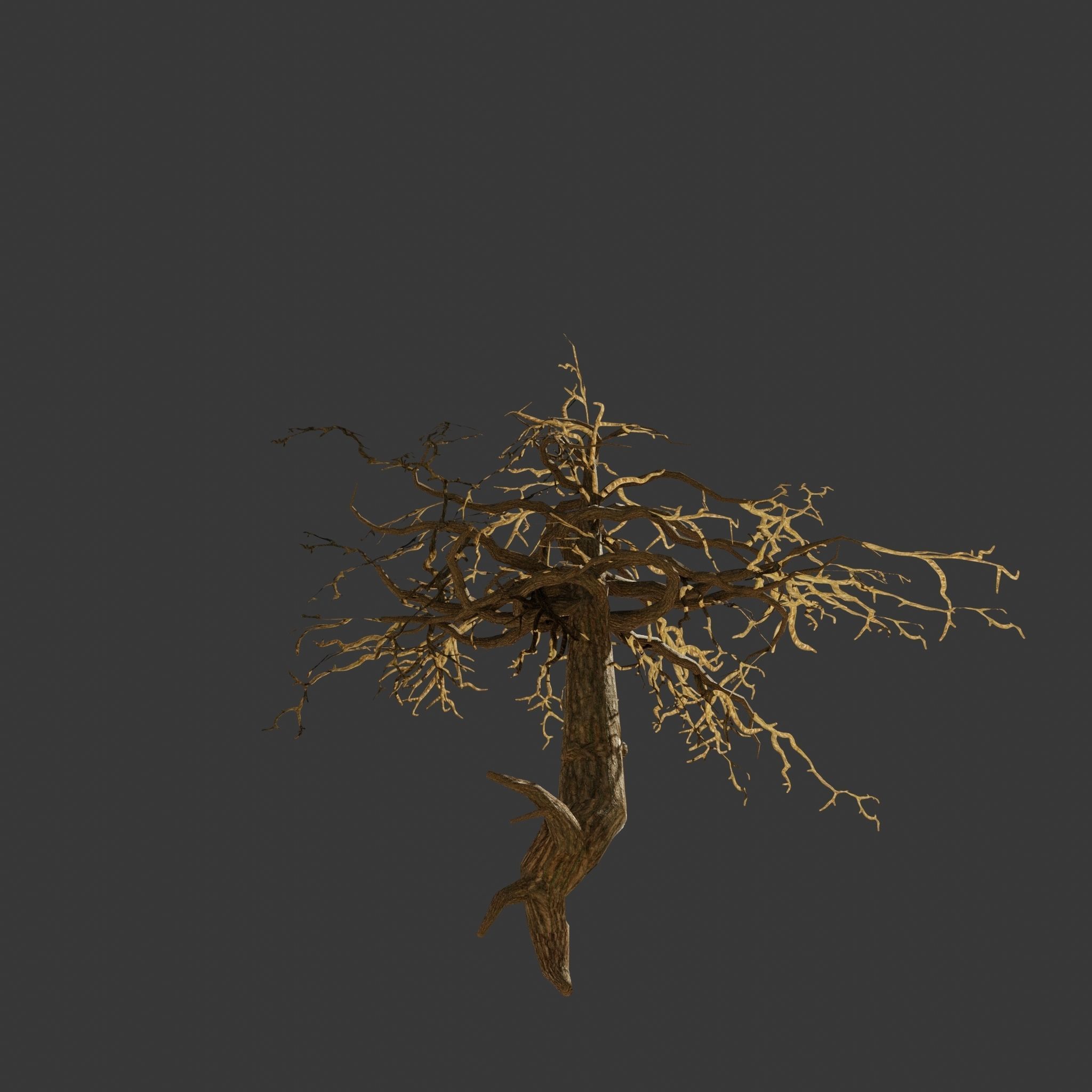 Pinyon Pine 14 Low-poly 3D model_3