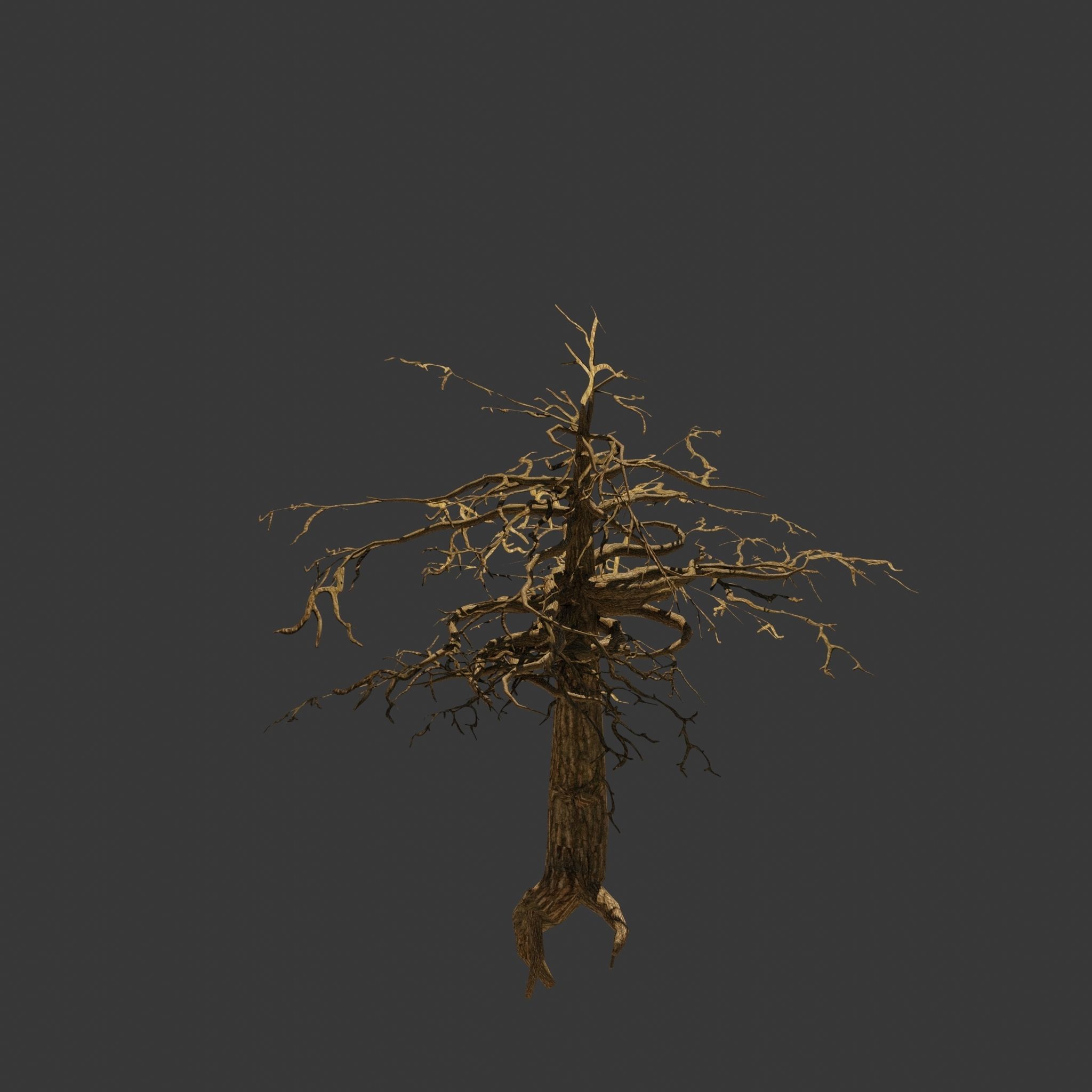 Pinyon Pine 14 Low-poly 3D model_4