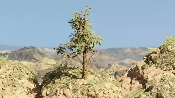 Pinyon Pine 13 Low-poly 3D model