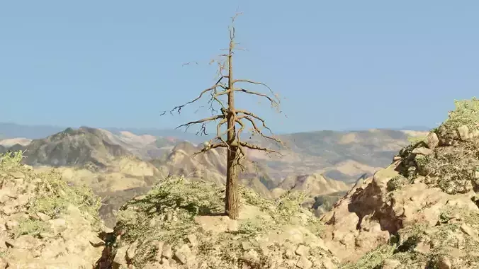 Pinyon Pine 12 Low-poly 3D model
