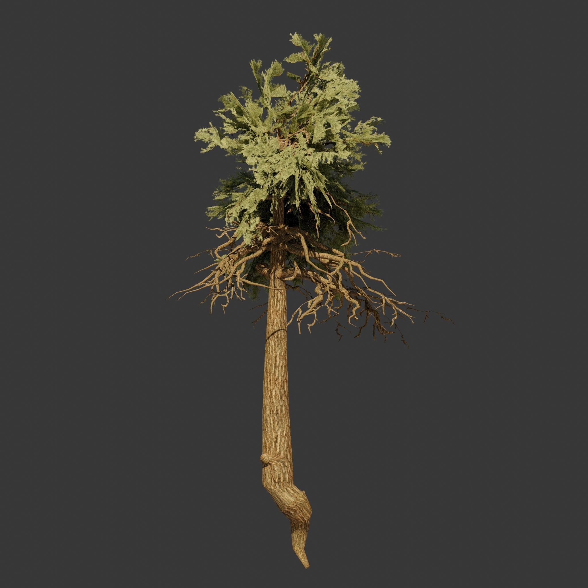 Pinyon Pine 11 Low-poly 3D model_2