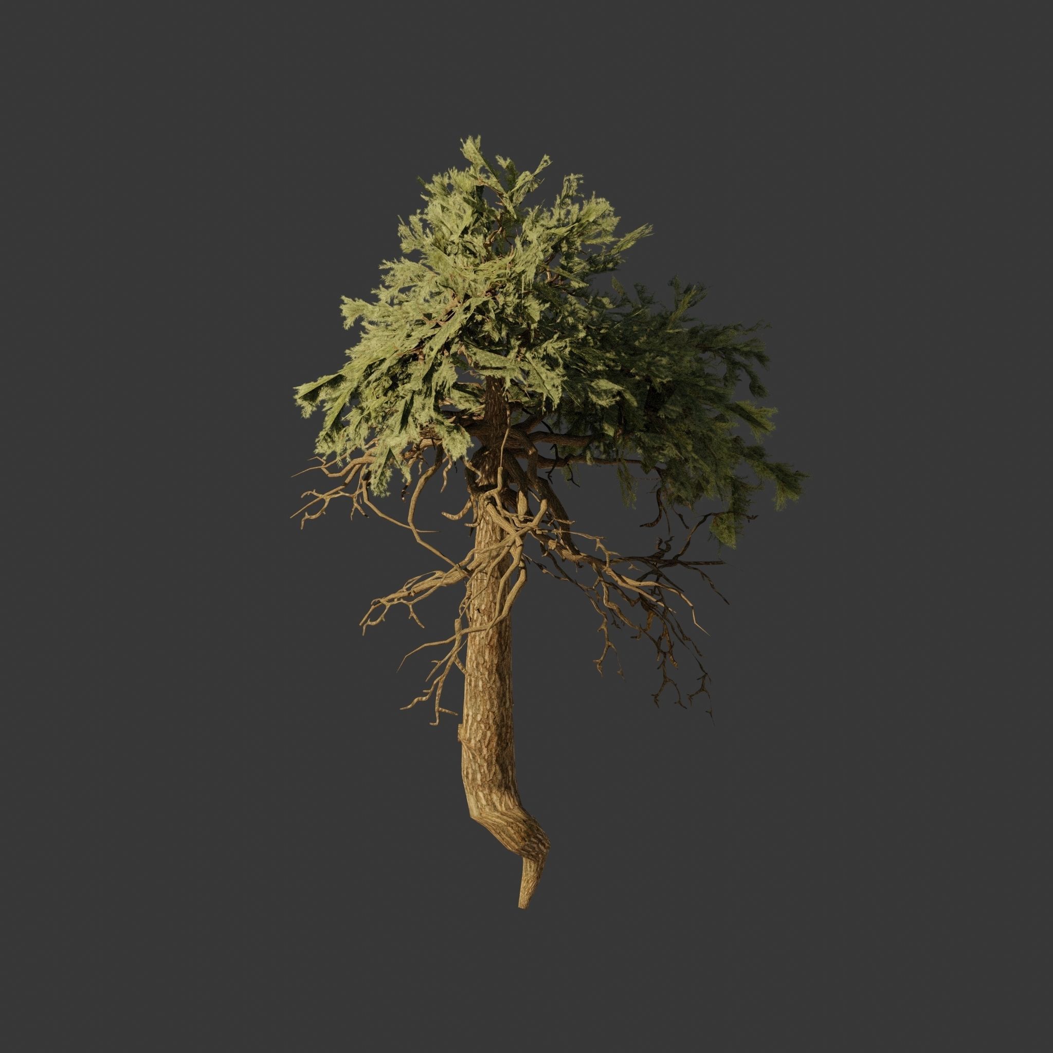 Pinyon Pine 11 Low-poly 3D model_1