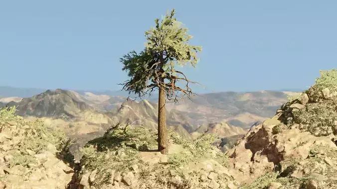 Pinyon Pine 11 Low-poly 3D model