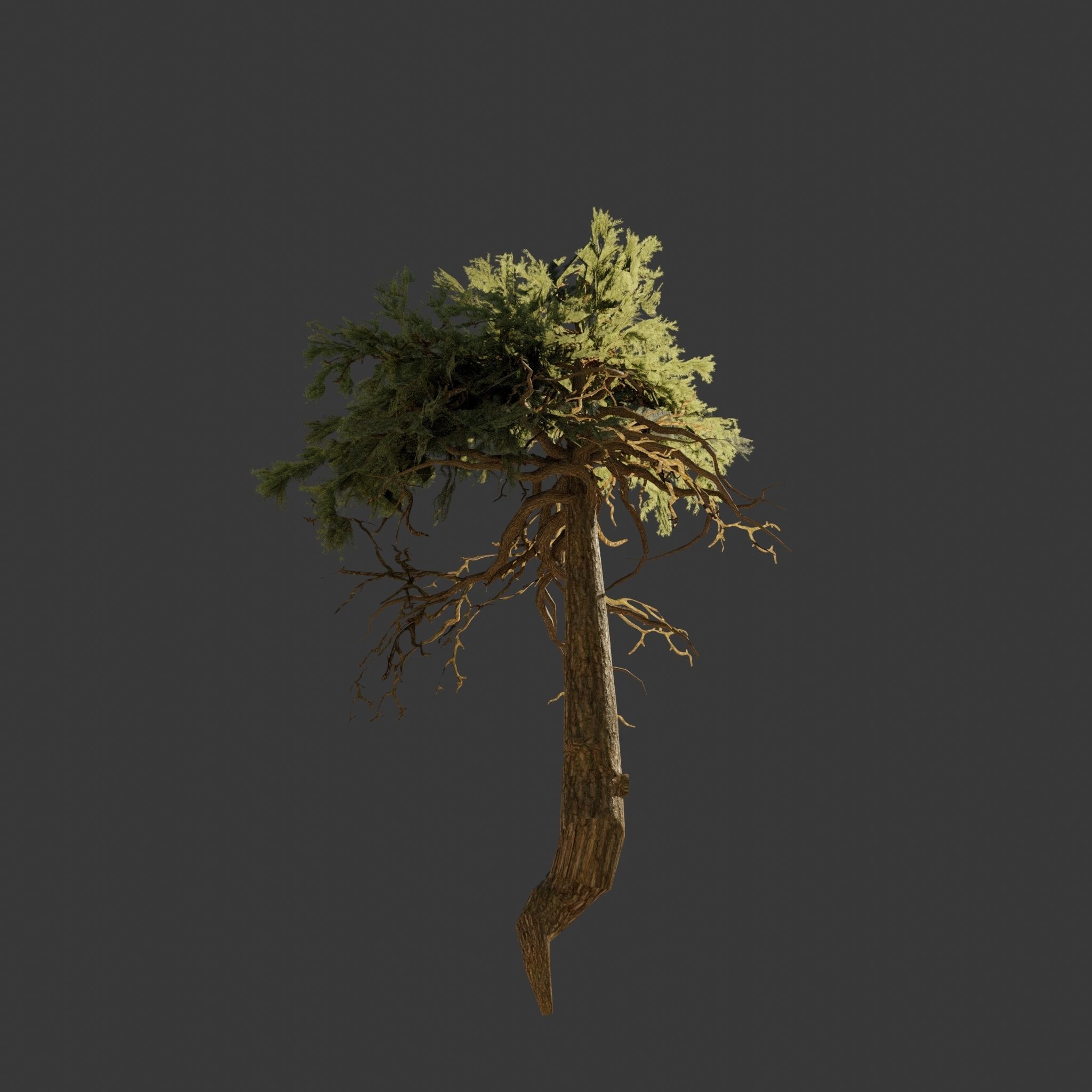 Pinyon Pine 11 Low-poly 3D model_3