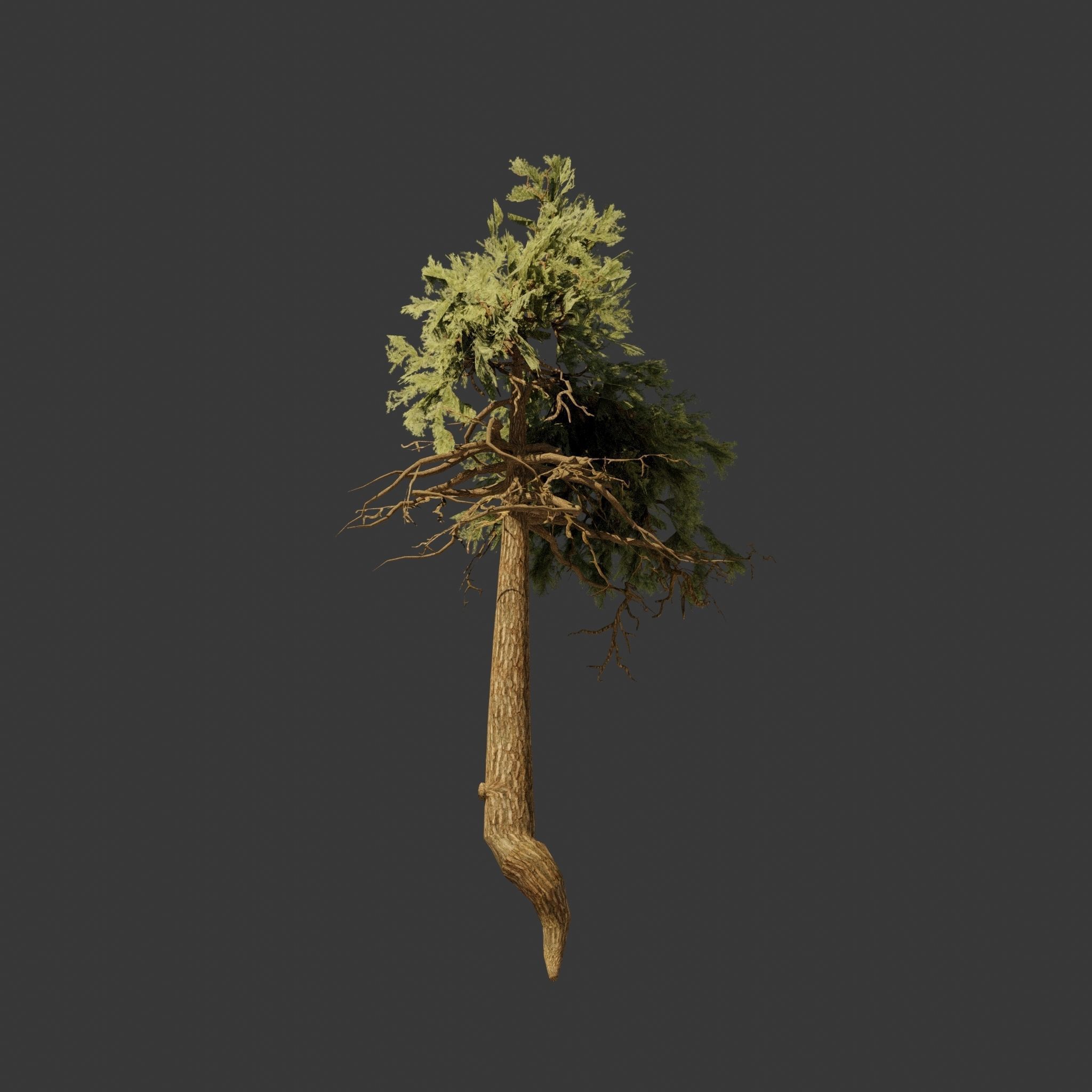 Pinyon Pine 11 Low-poly 3D model_6