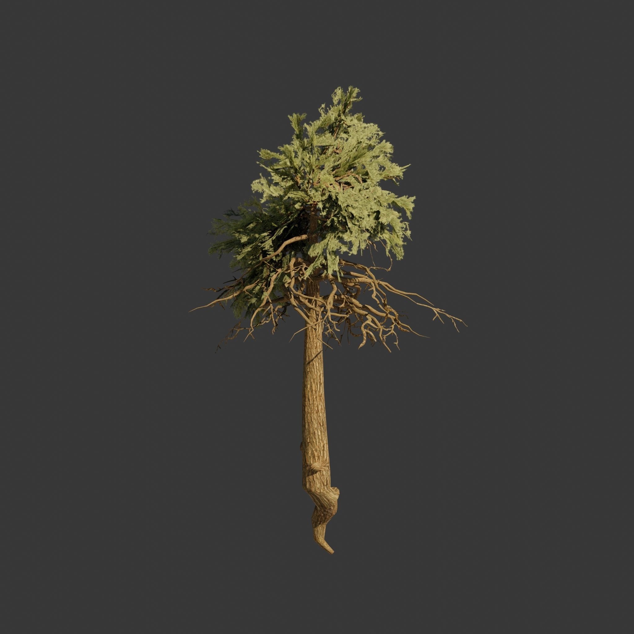 Pinyon Pine 11 Low-poly 3D model_5