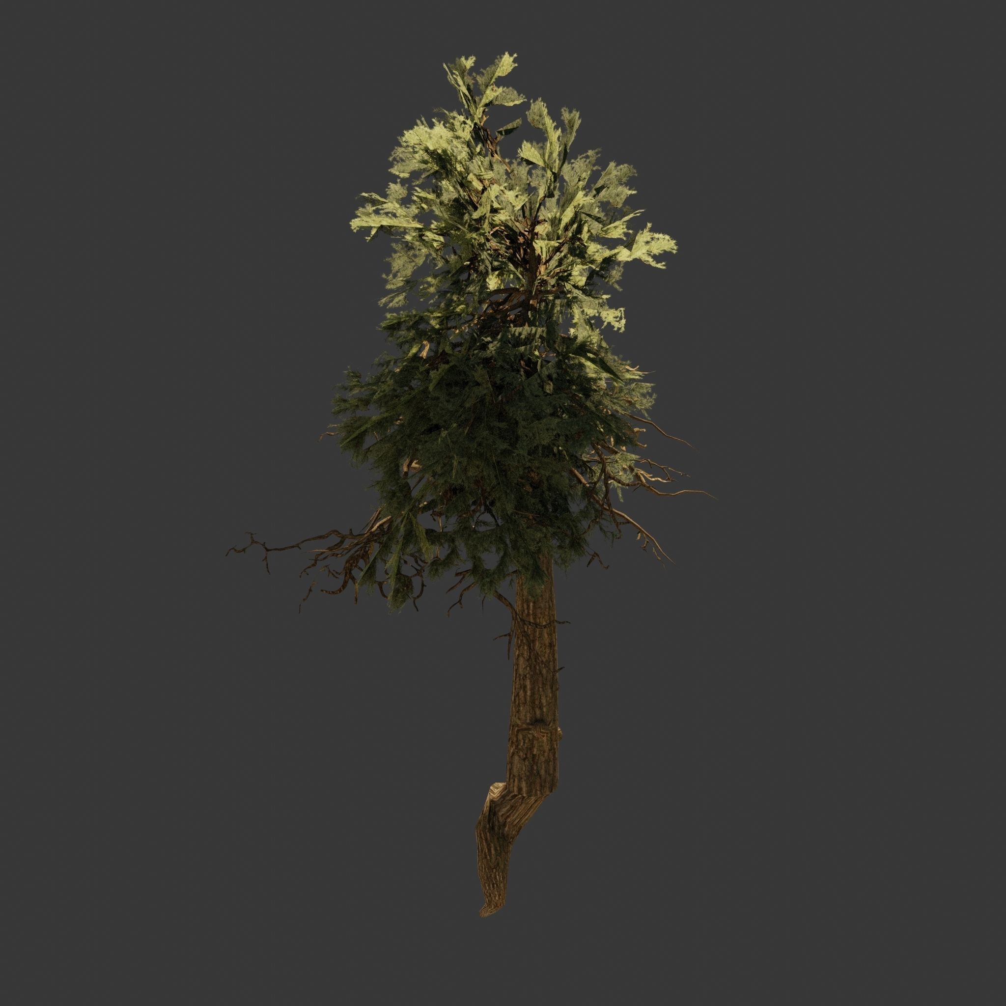 Pinyon Pine 11 Low-poly 3D model_4