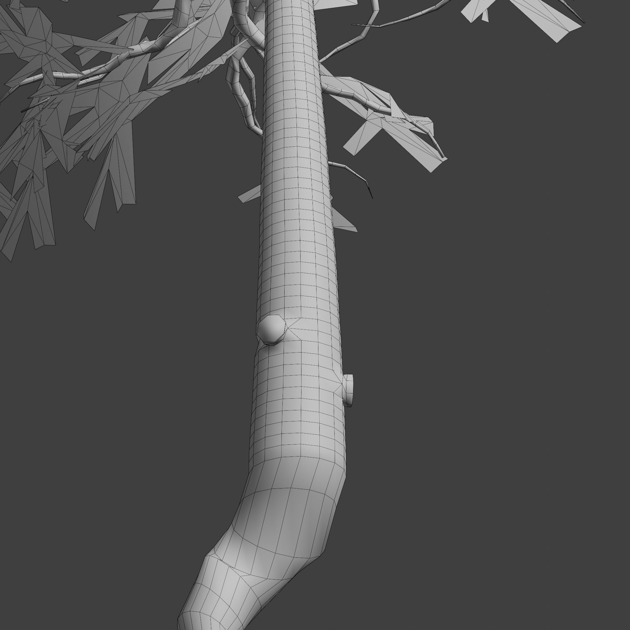 Pinyon Pine 11 Low-poly 3D model_10