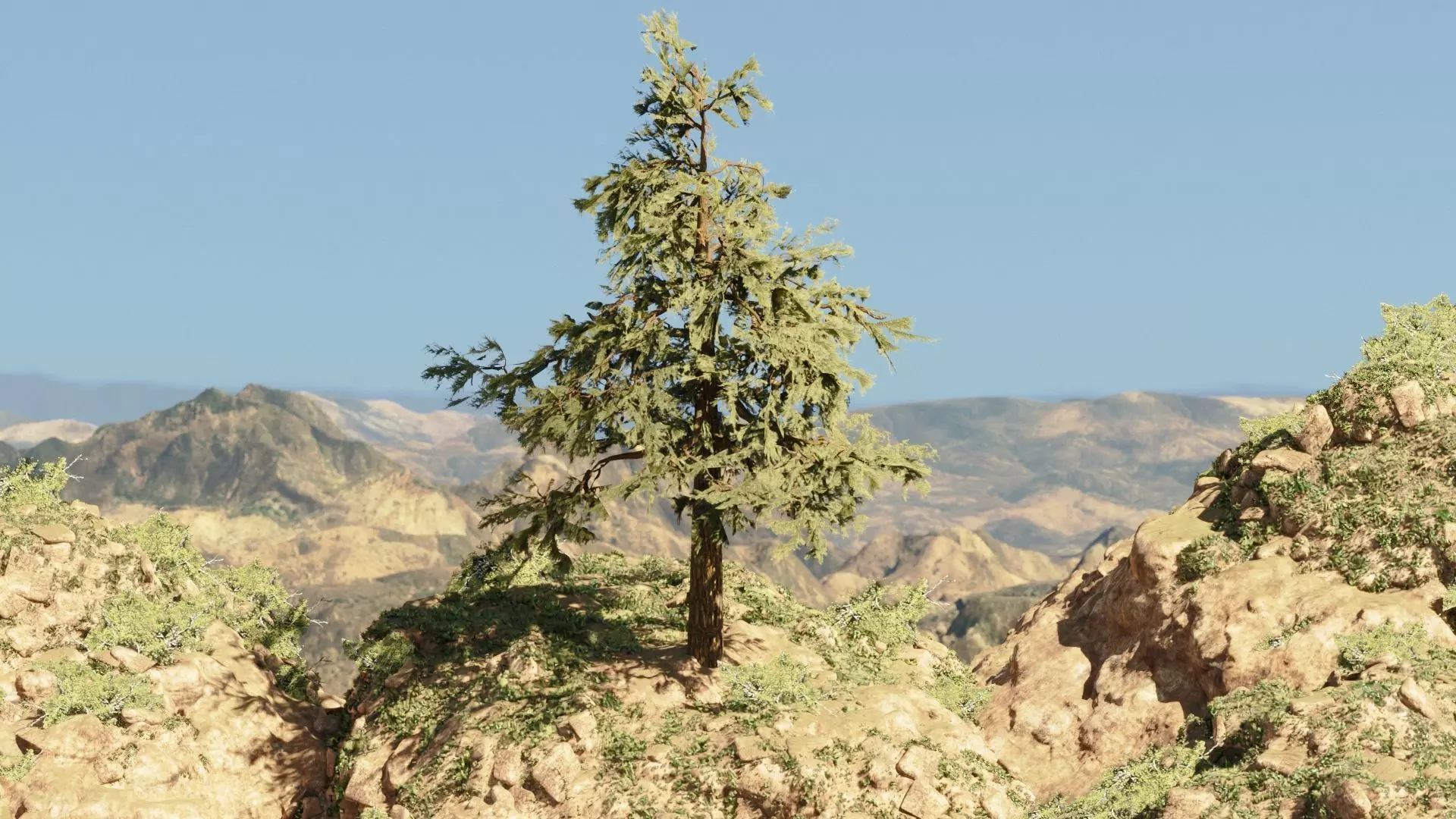 Pinyon Pine 10 Low-poly 3D model