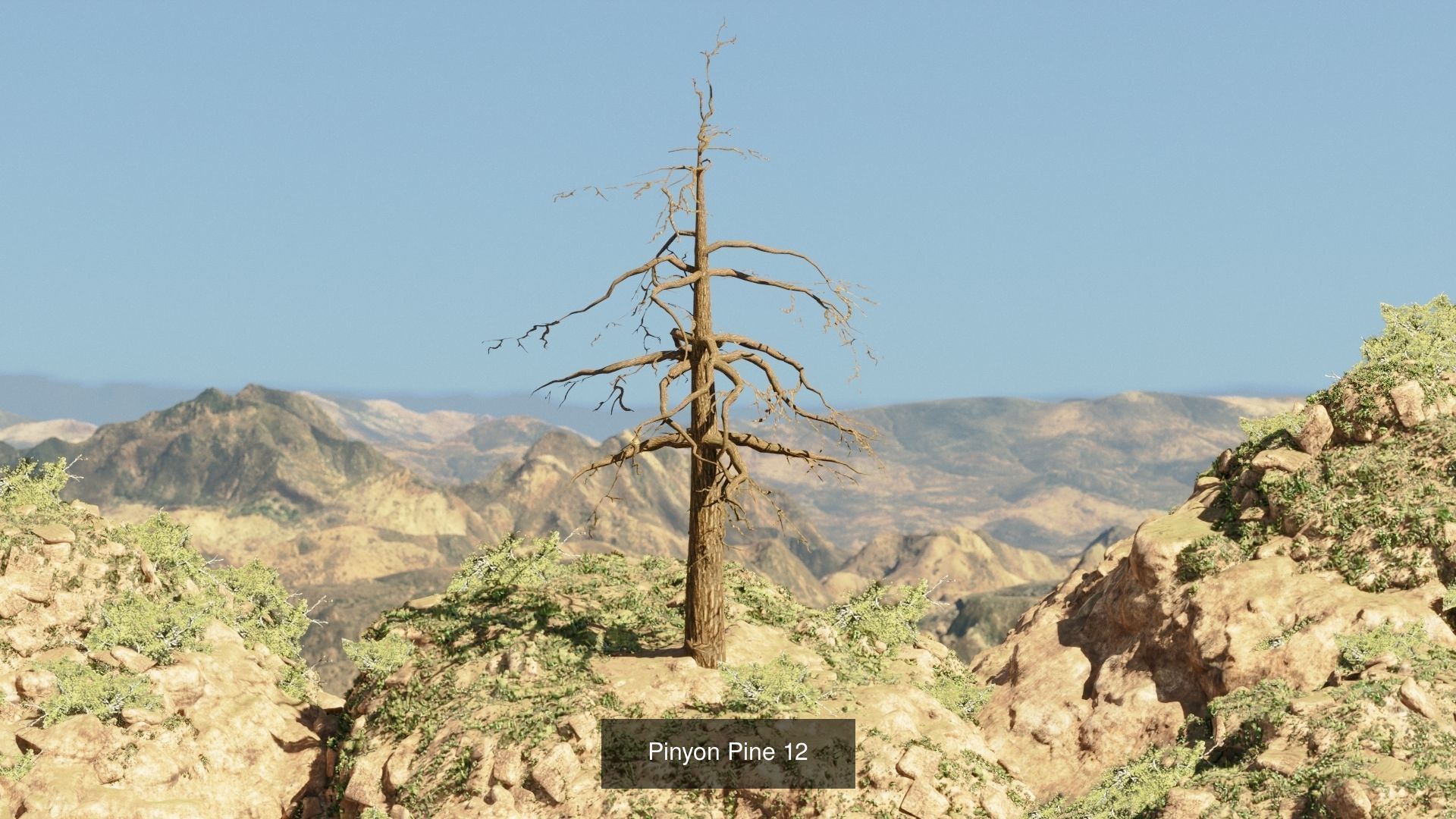 Game-Ready 15 Model Pinyon Pine Tree Collection _14