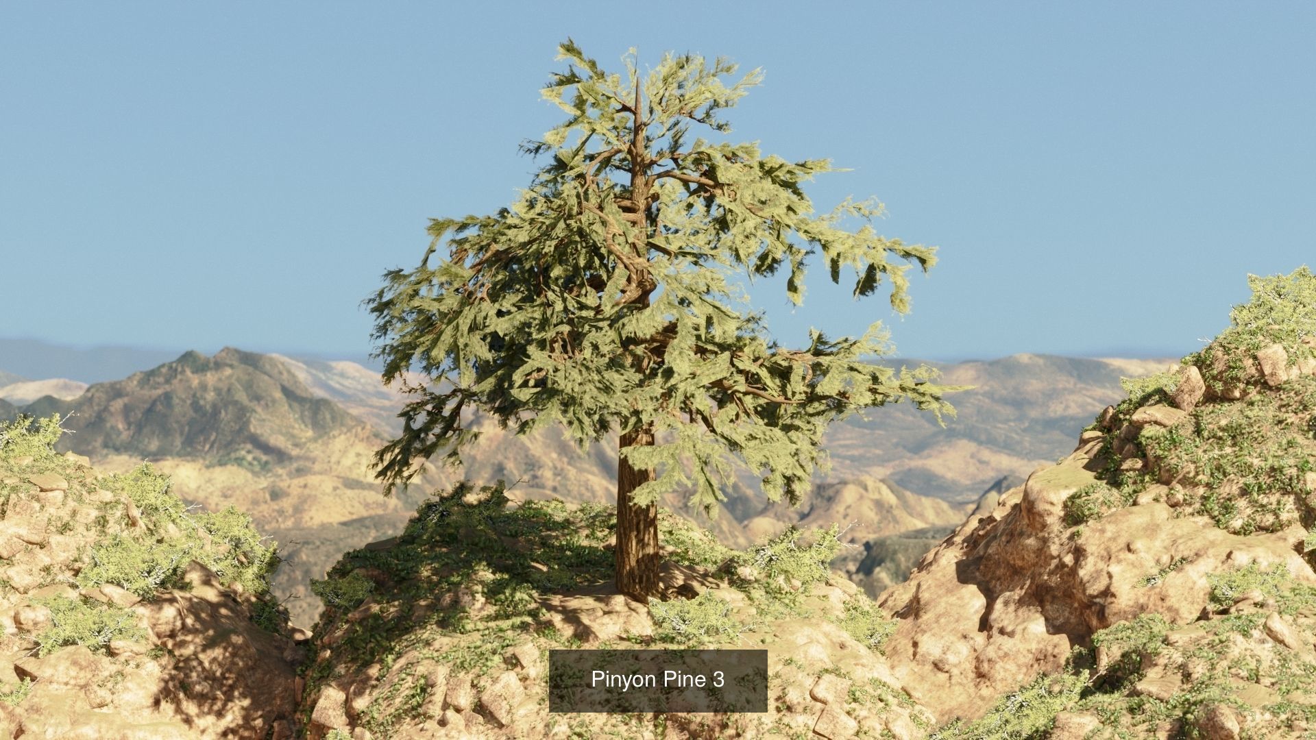 Game-Ready 15 Model Pinyon Pine Tree Collection _4