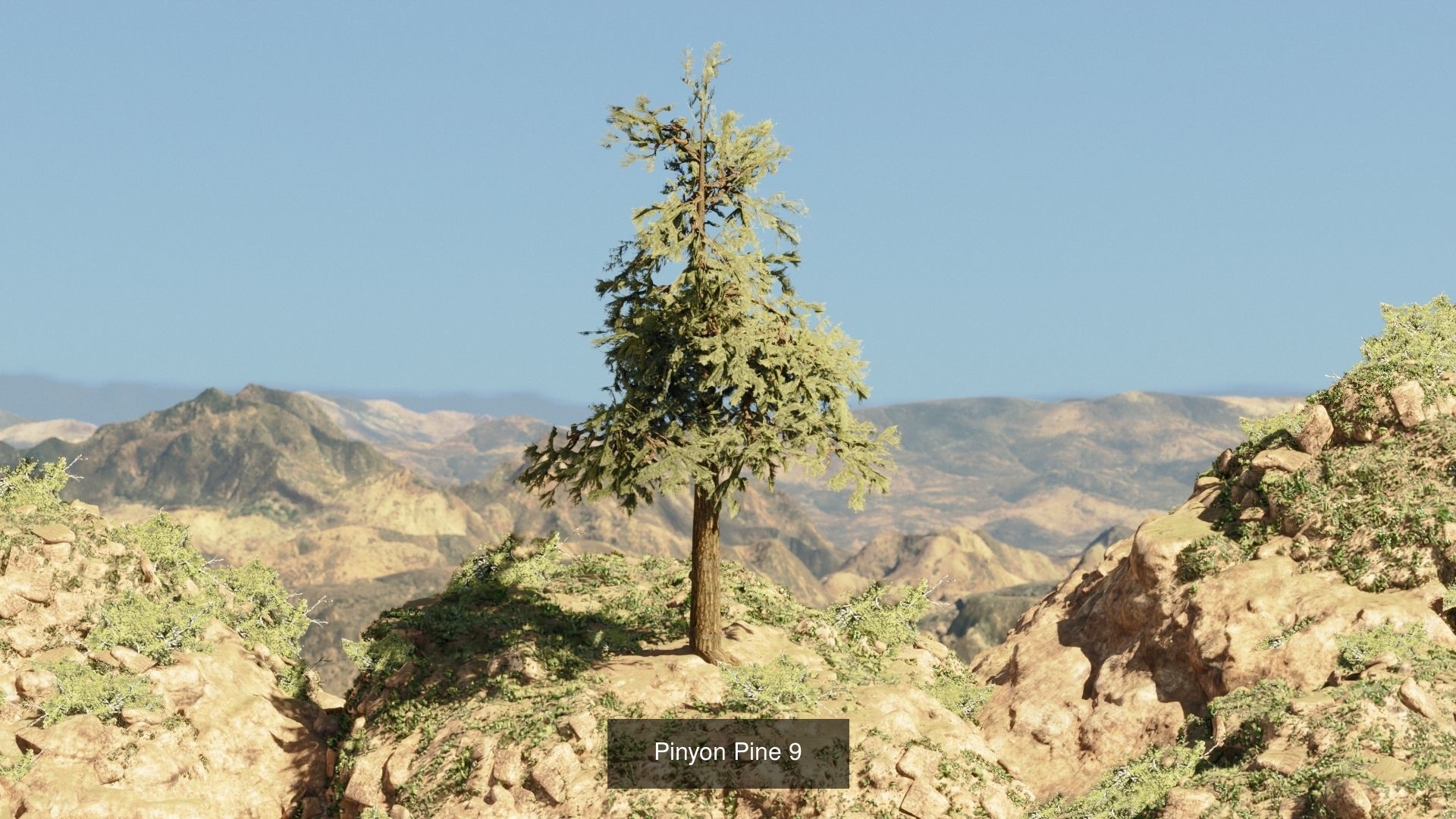Game-Ready 15 Model Pinyon Pine Tree Collection _5