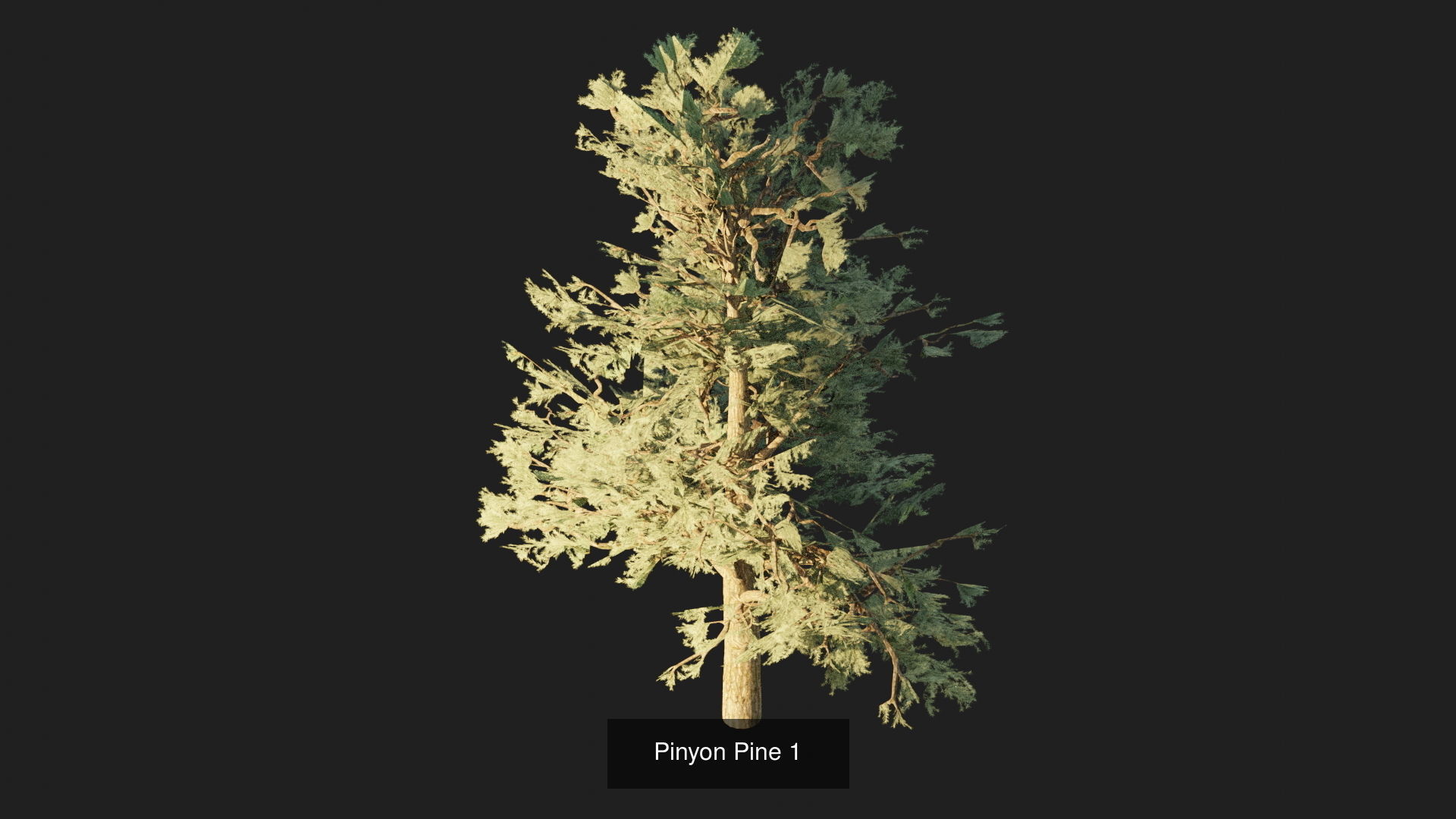 Game-Ready 15 Model Pinyon Pine Tree Collection _2