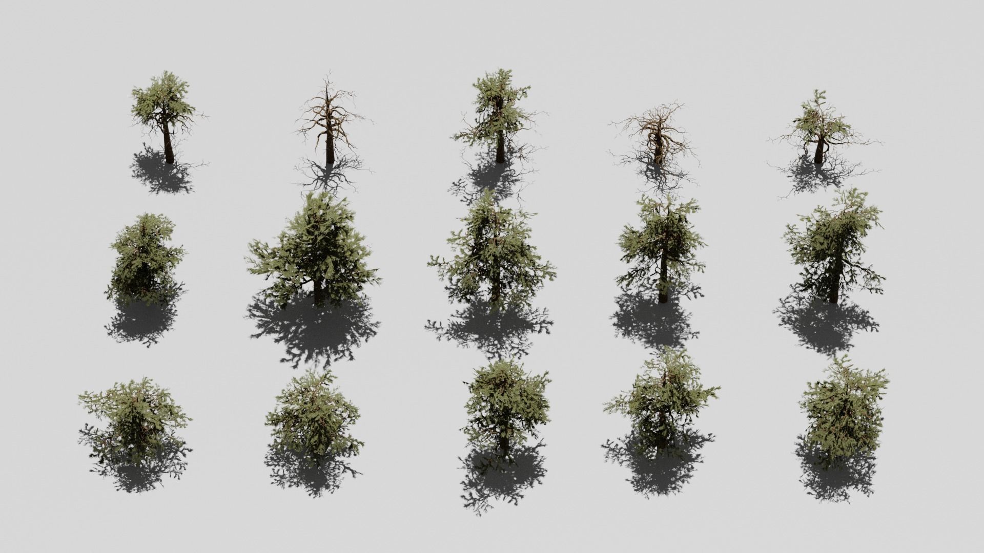 Game-Ready 15 Model Pinyon Pine Tree Collection _1