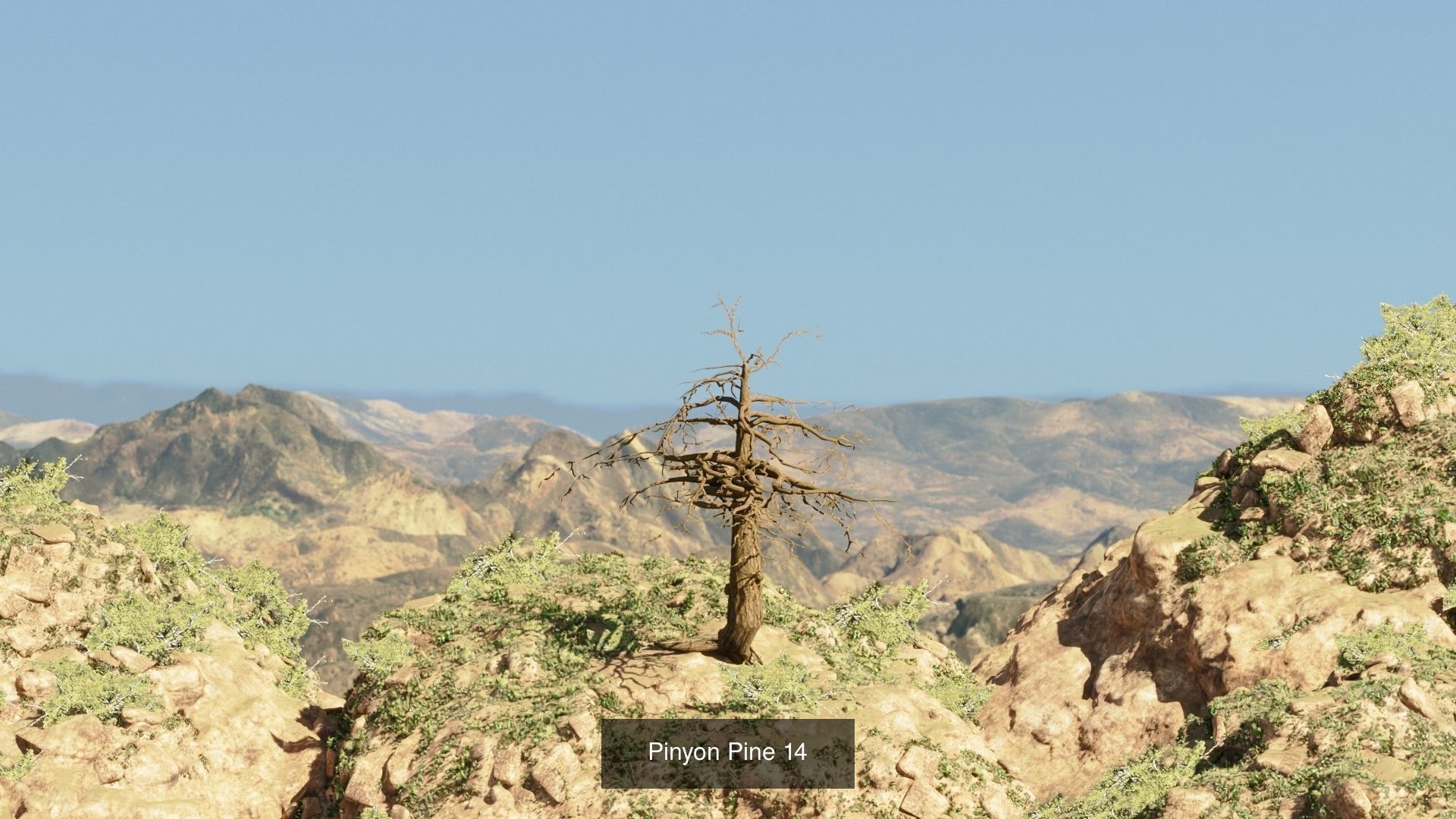 Game-Ready 15 Model Pinyon Pine Tree Collection _12