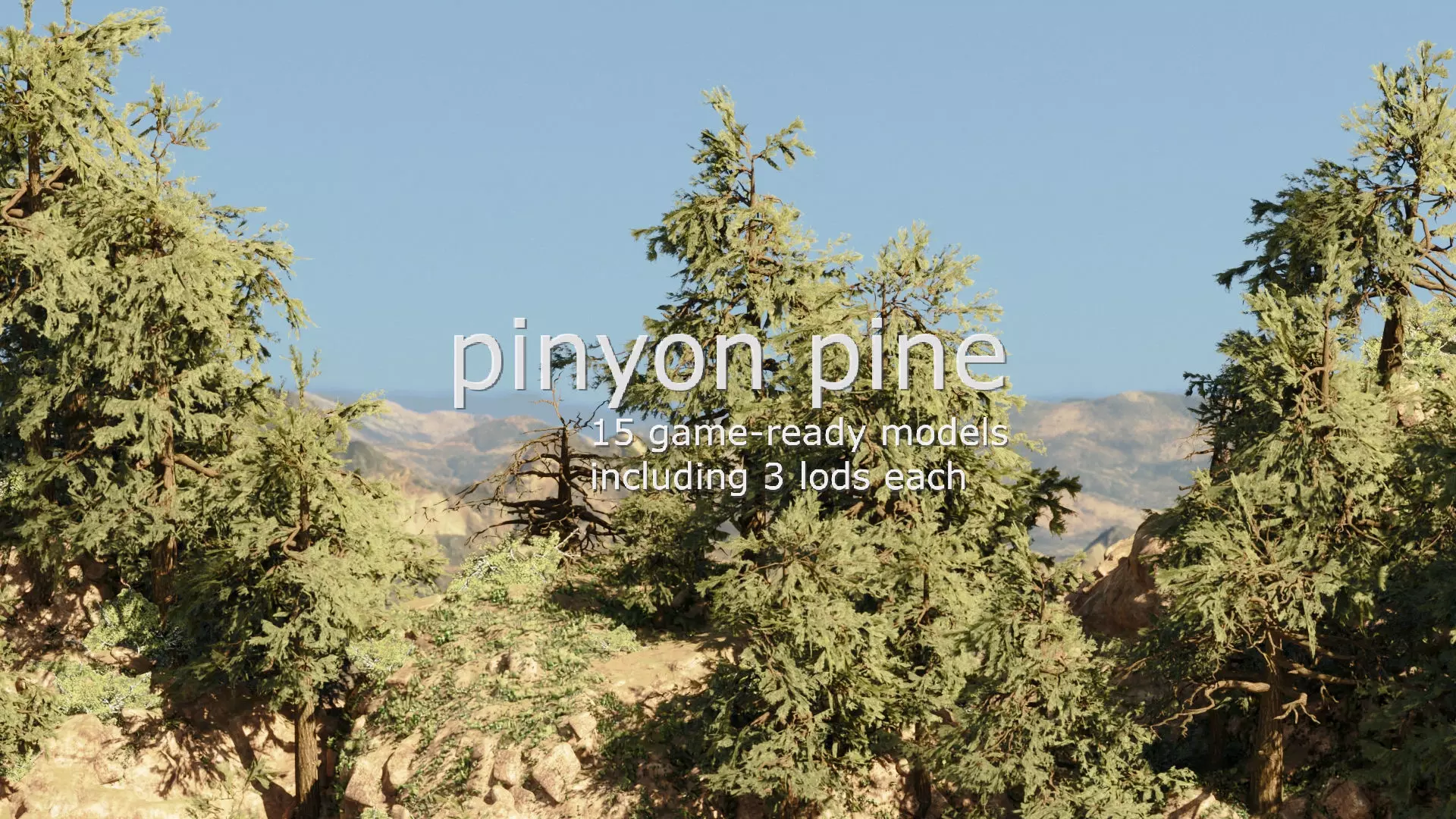 Game-Ready 15 Model Pinyon Pine Tree Collection _0