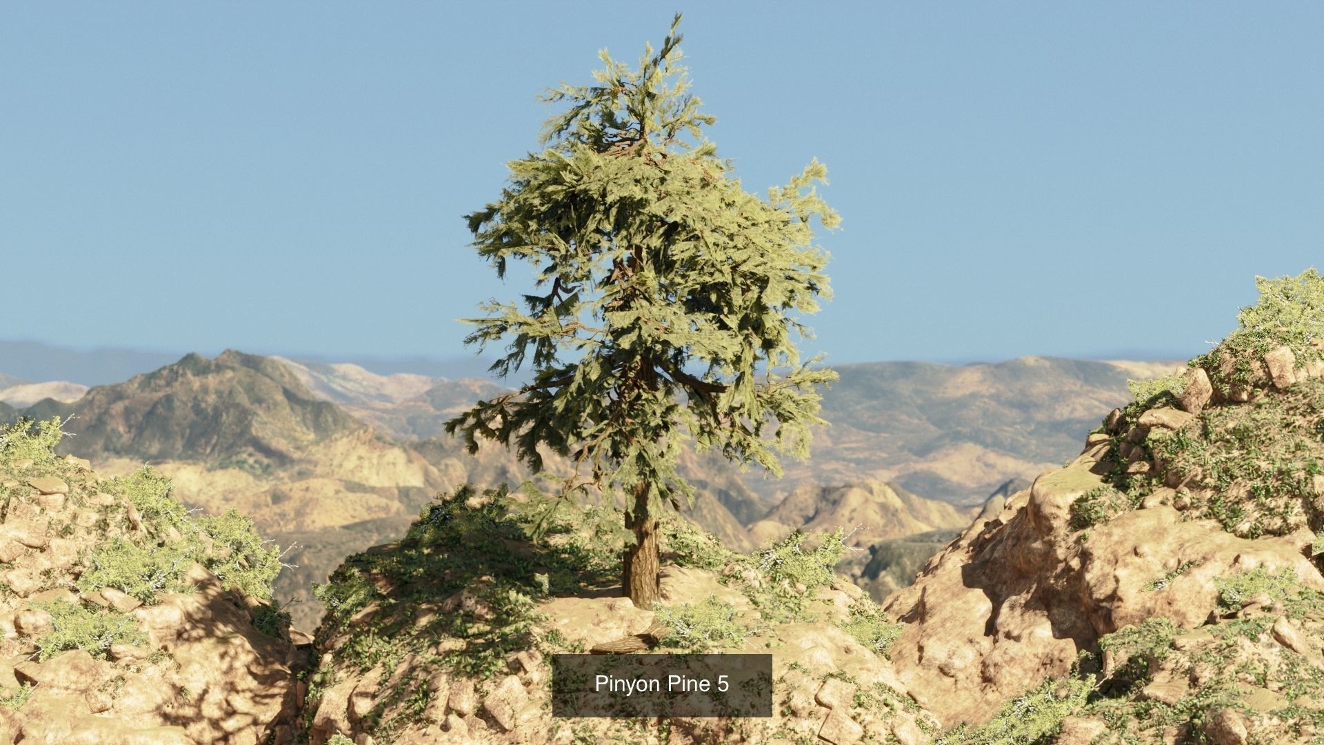 Game-Ready 15 Model Pinyon Pine Tree Collection _9