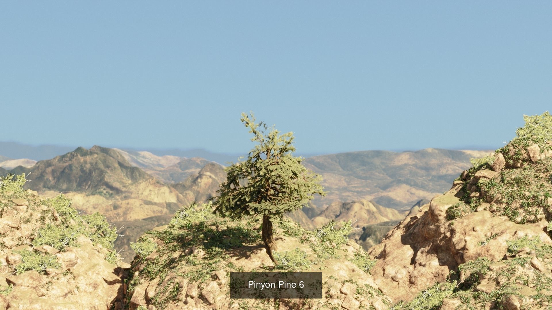 Game-Ready 15 Model Pinyon Pine Tree Collection _8