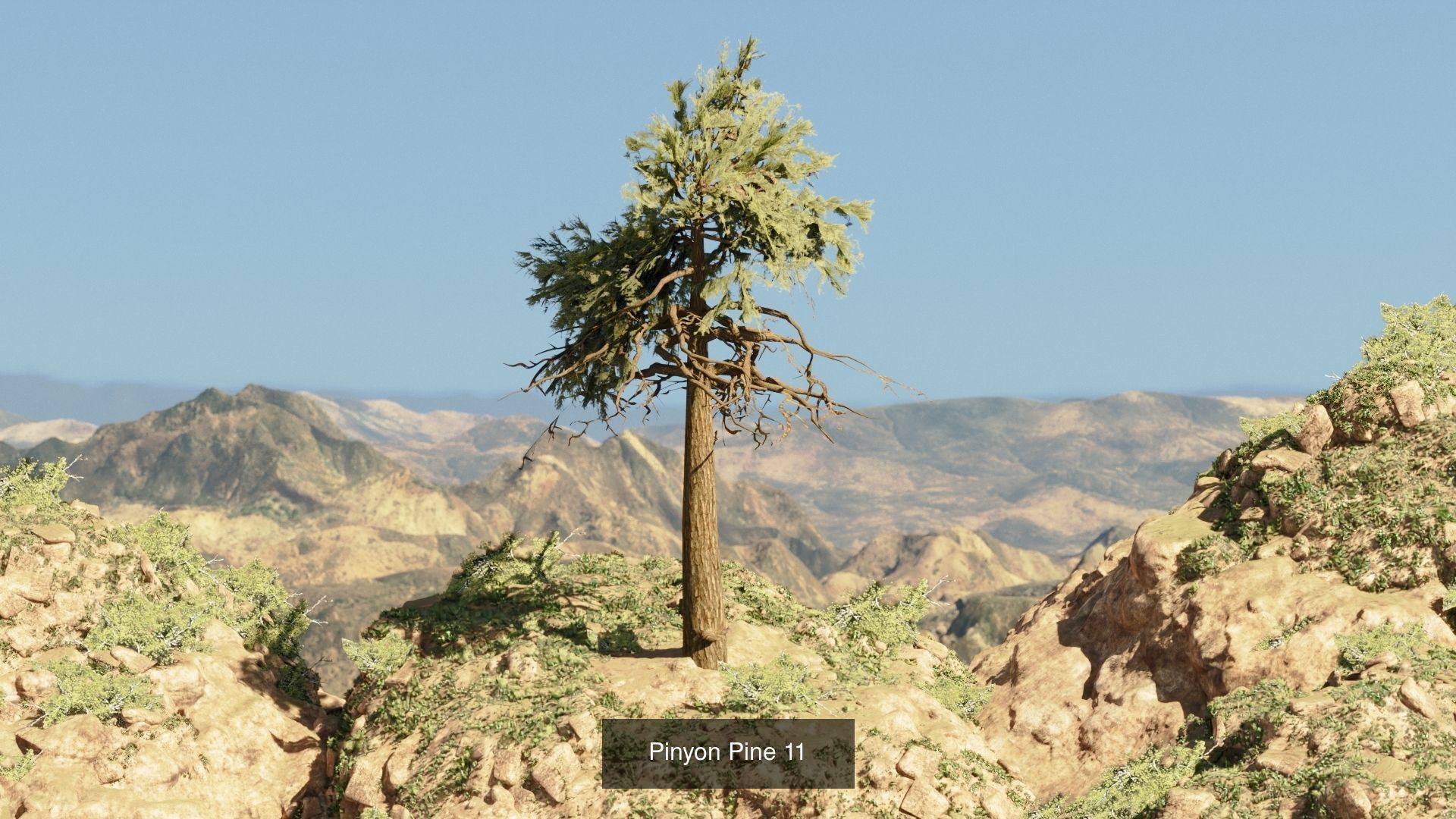 Game-Ready 15 Model Pinyon Pine Tree Collection _15