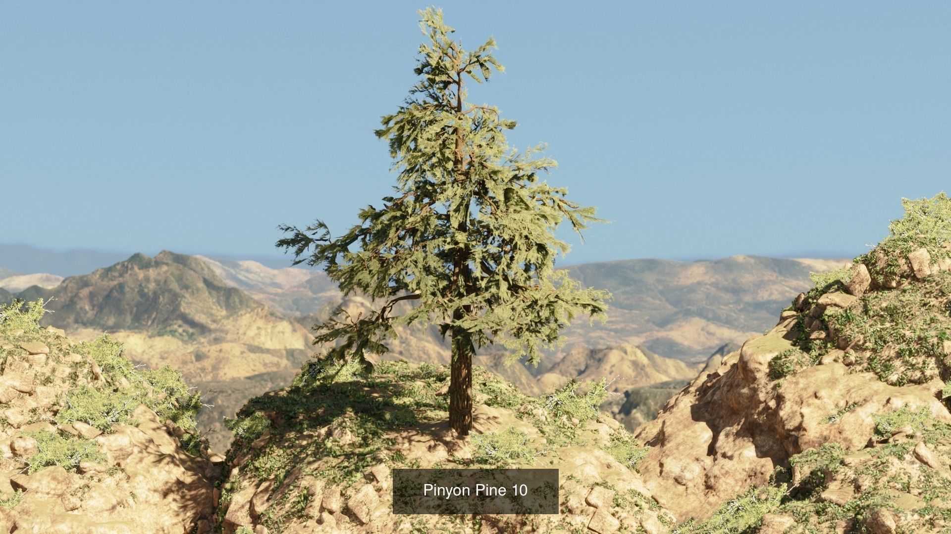 Game-Ready 15 Model Pinyon Pine Tree Collection _16