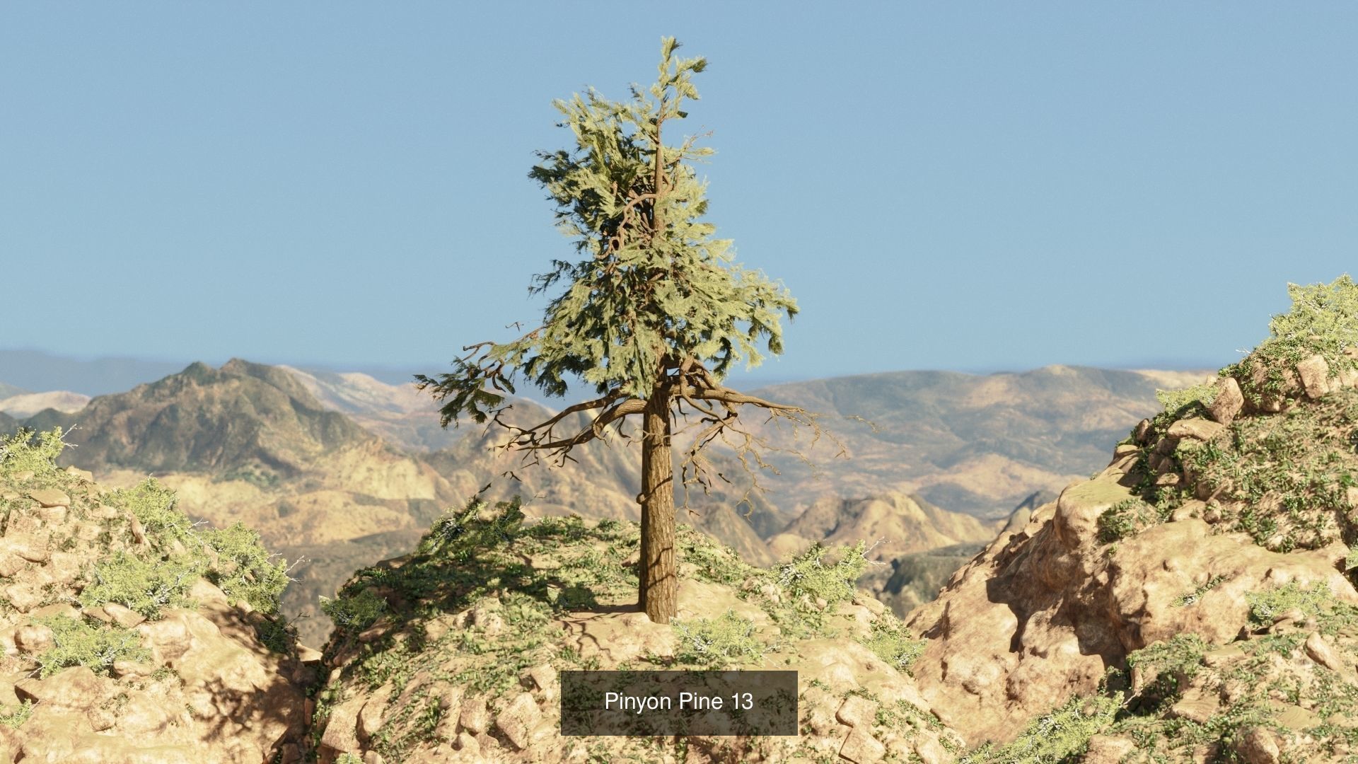 Game-Ready 15 Model Pinyon Pine Tree Collection _13