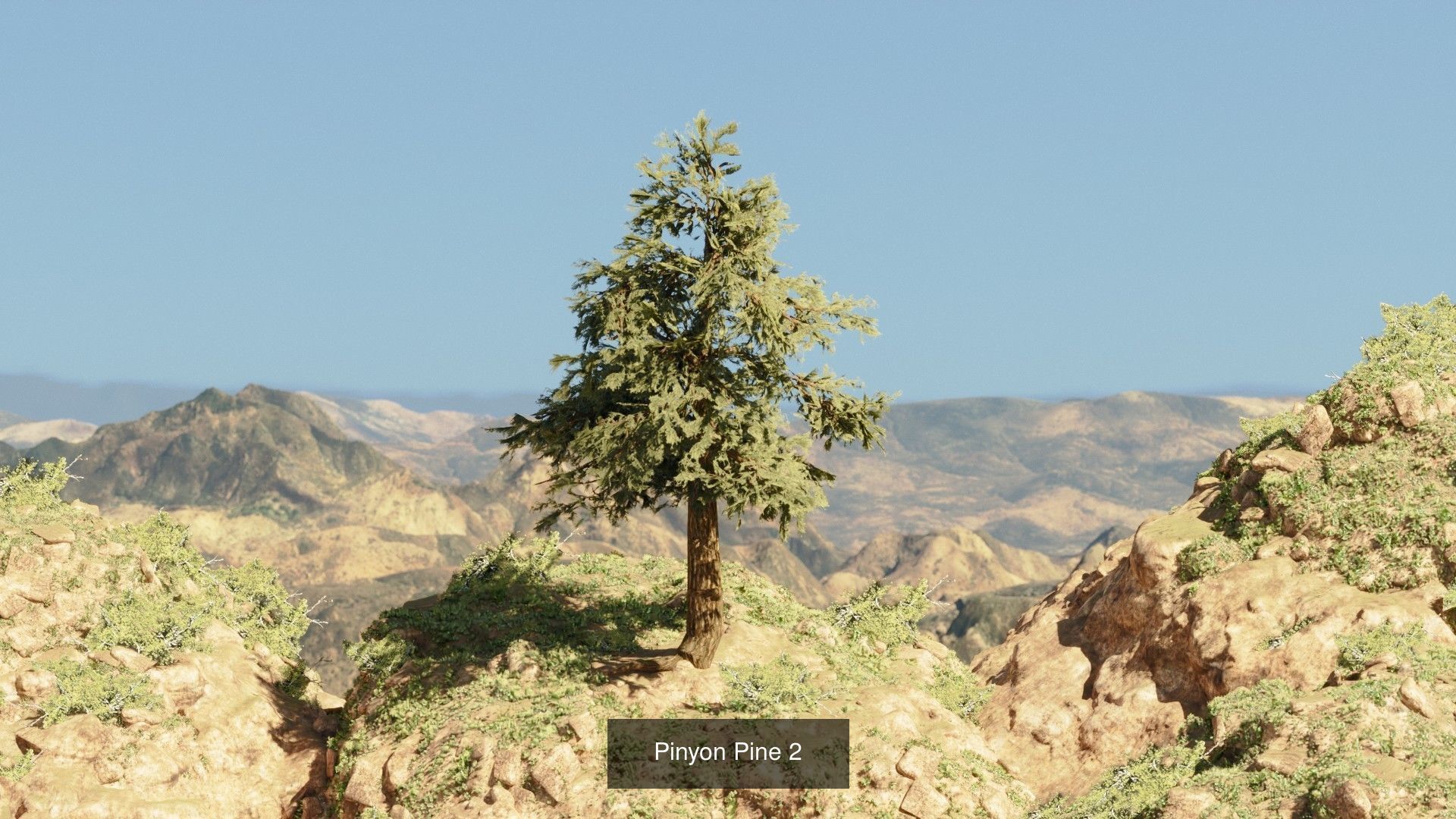 Game-Ready 15 Model Pinyon Pine Tree Collection _3