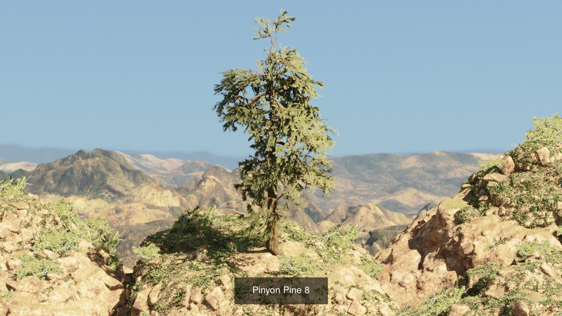 Game-Ready 15 Model Pinyon Pine Tree Collection _6