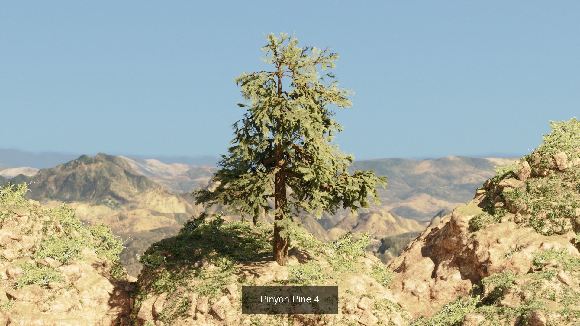 Game-Ready 15 Model Pinyon Pine Tree Collection _10