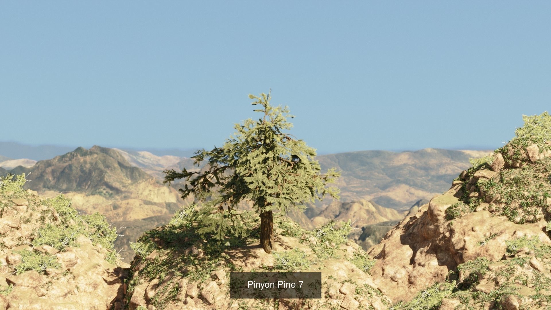 Game-Ready 15 Model Pinyon Pine Tree Collection _7