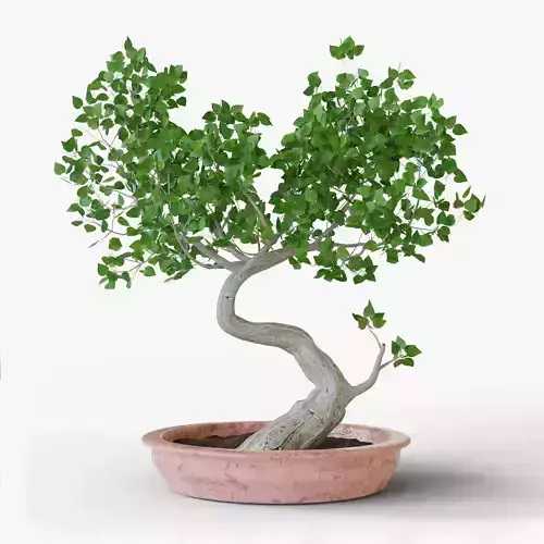 Bonsai tree
