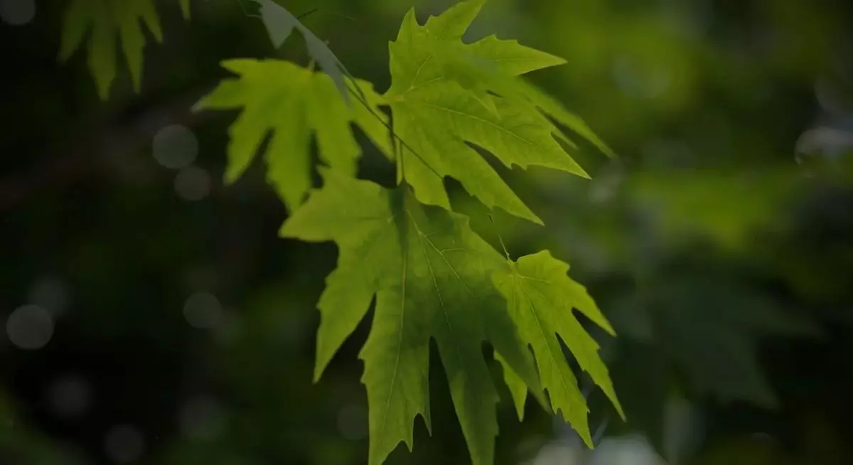 Nature Assets For Blender Low-poly 3D model_8