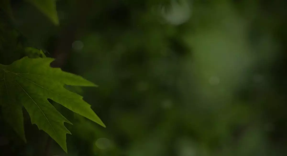 Nature Assets For Blender Low-poly 3D model_7