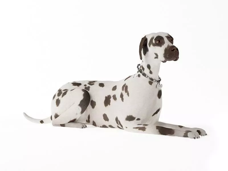 Adult Dog Laying Down 3D model_0