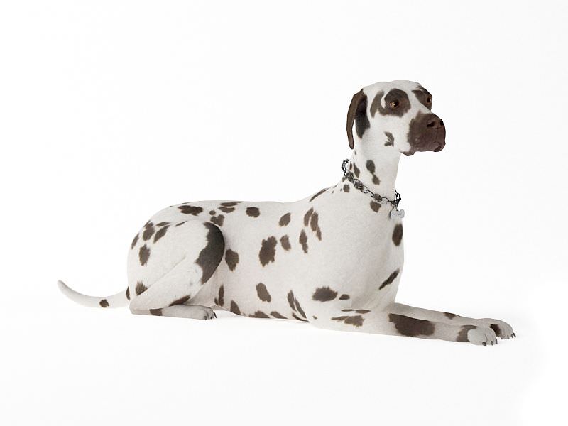 Adult Dog Laying Down 3D Model- CGTrader.com