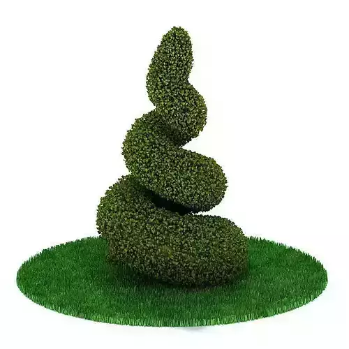 Corkscrew Like Sculpted Topiary Bush
