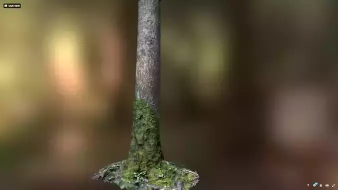 Mossy tree trunk
