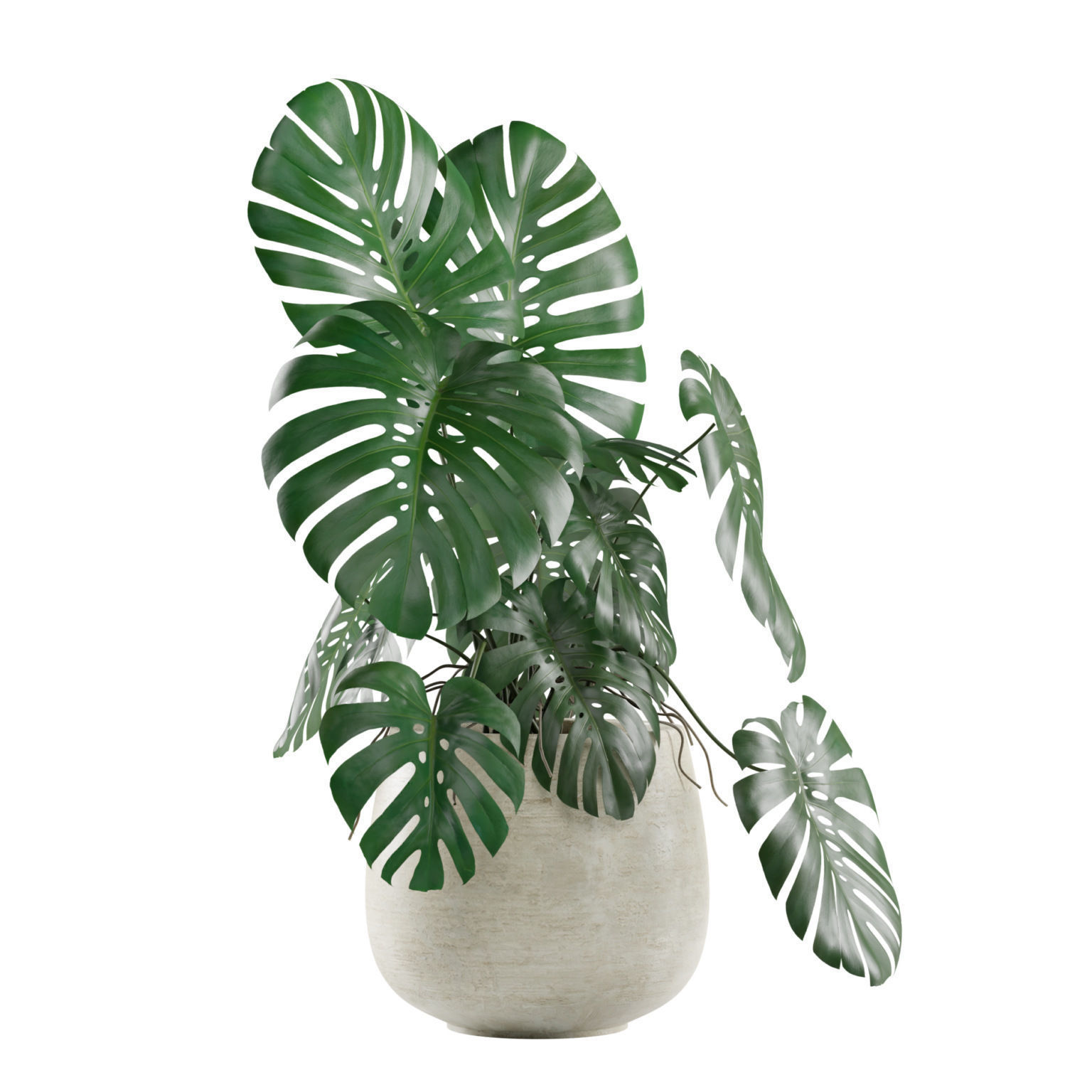 Monstera Deliciosa Swiss Cheese Plant 3D model_4