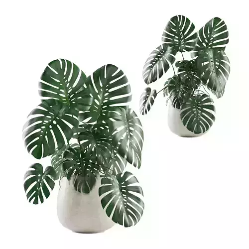 Monstera Deliciosa Swiss Cheese Plant 3D model