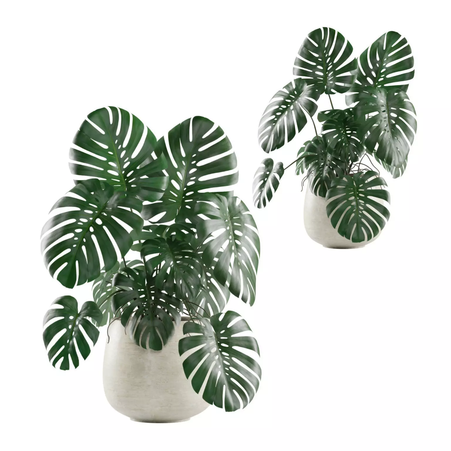 Monstera Deliciosa Swiss Cheese Plant 3D model_0