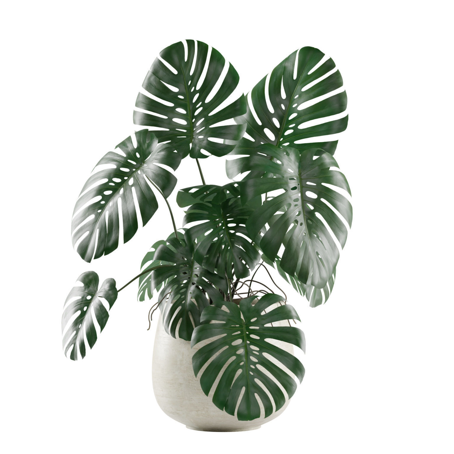 Monstera Deliciosa Swiss Cheese Plant 3D model_3