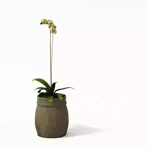Tall Flower In Pot