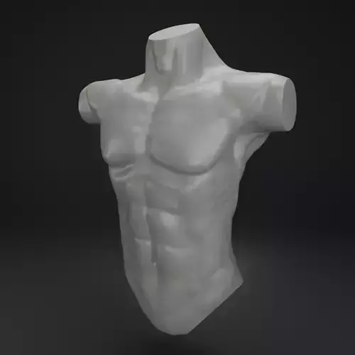 Male Torso