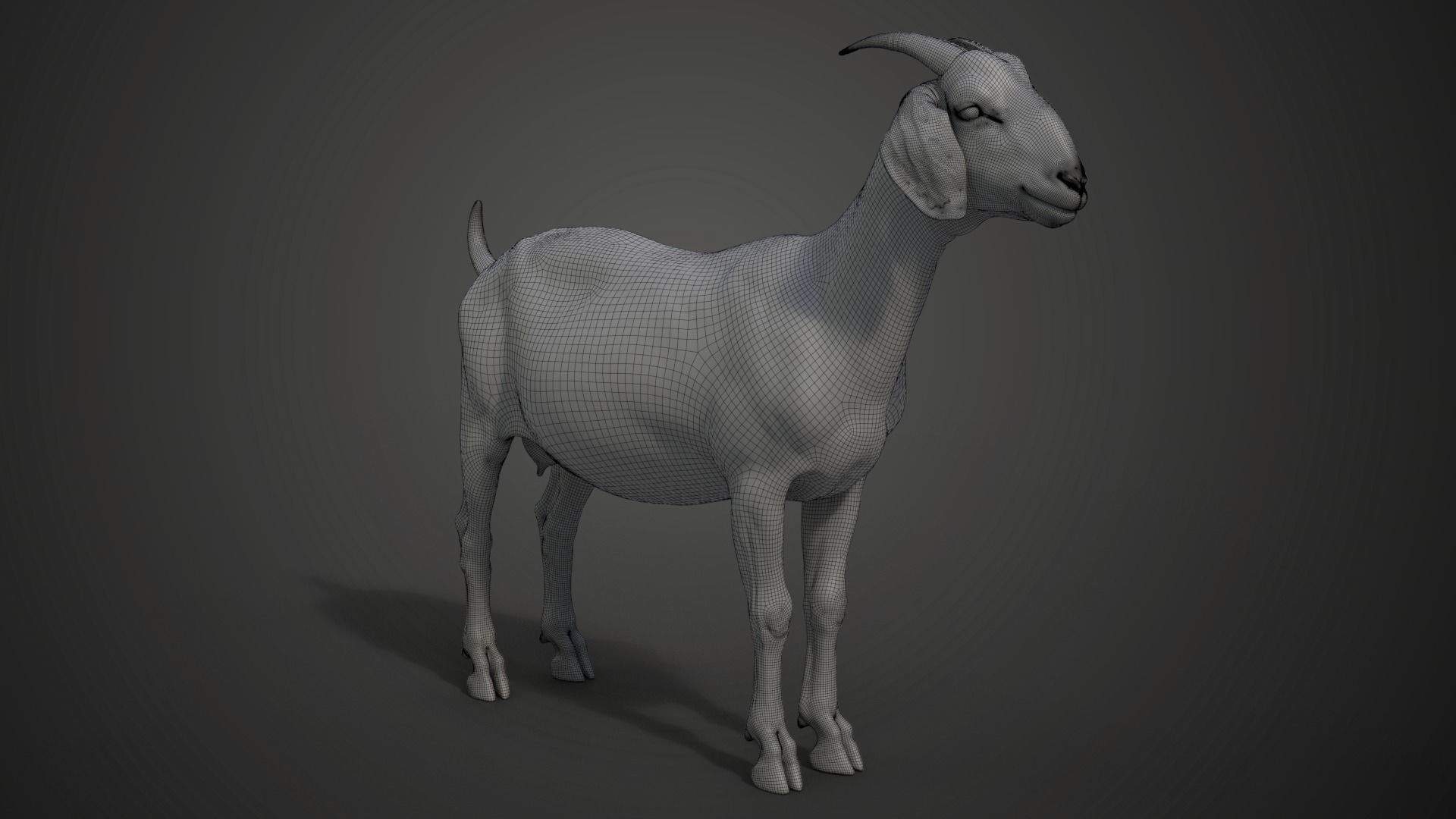 Boer Goat  with 1 Animation VFX Grace 3D model_9