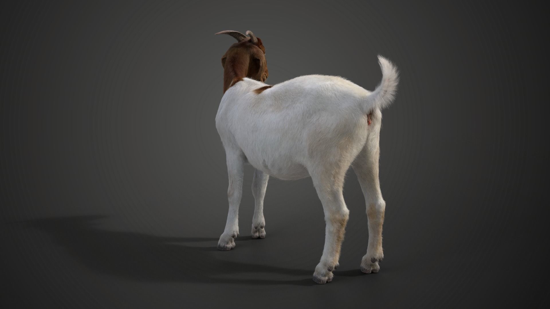 Boer Goat  with 1 Animation VFX Grace 3D model_7