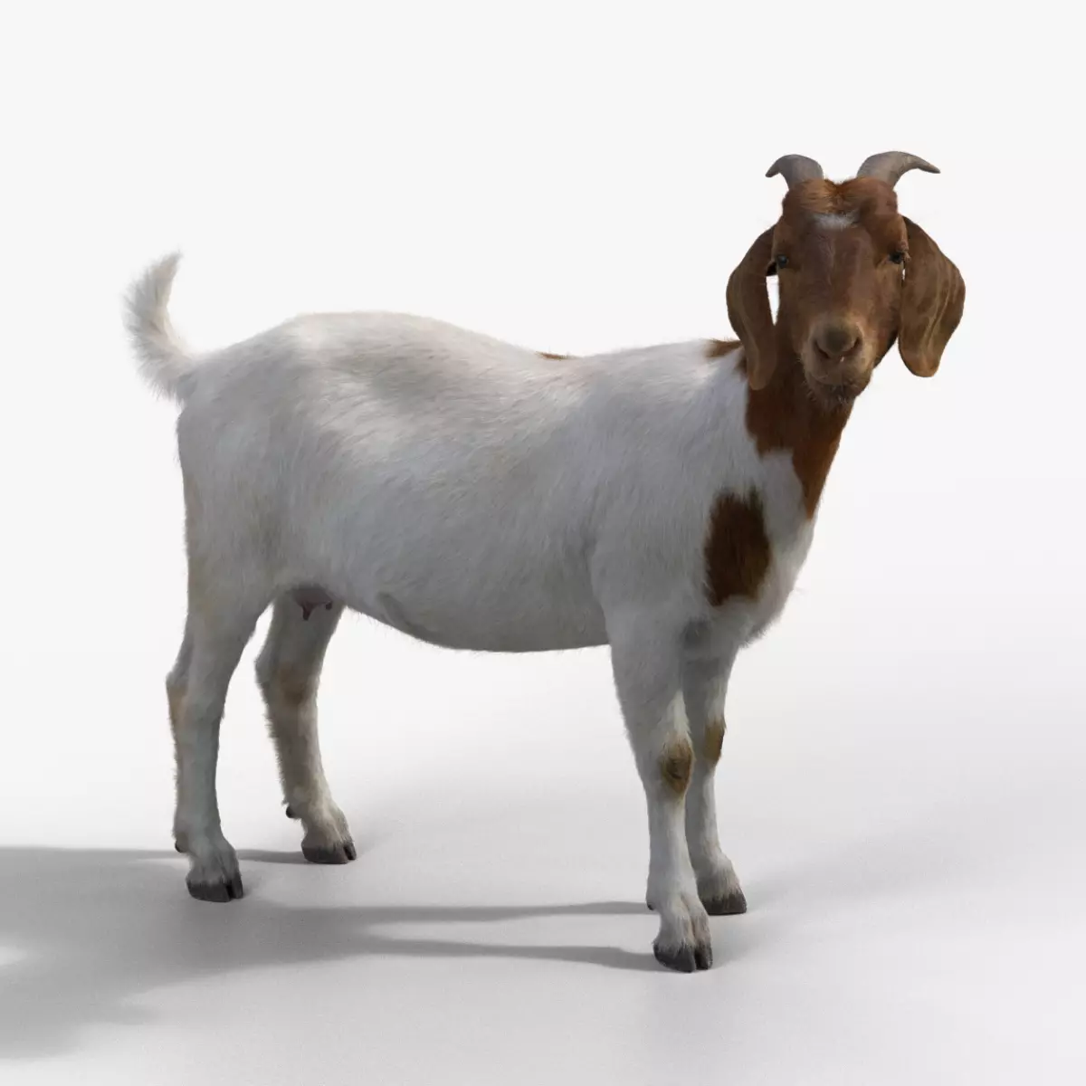 Boer Goat  with 1 Animation VFX Grace 3D model_0