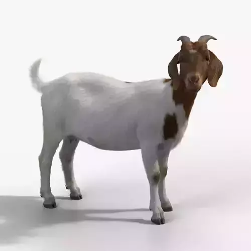 Boer Goat  with 1 Animation VFX Grace 3D model