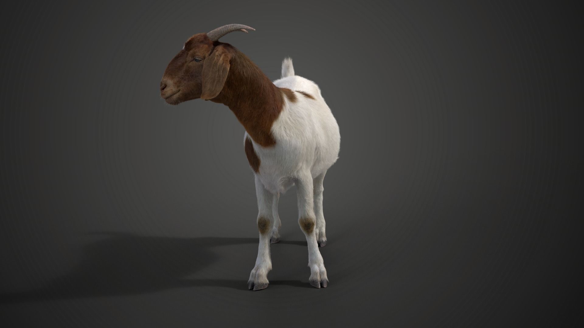Boer Goat  with 1 Animation VFX Grace 3D model_6