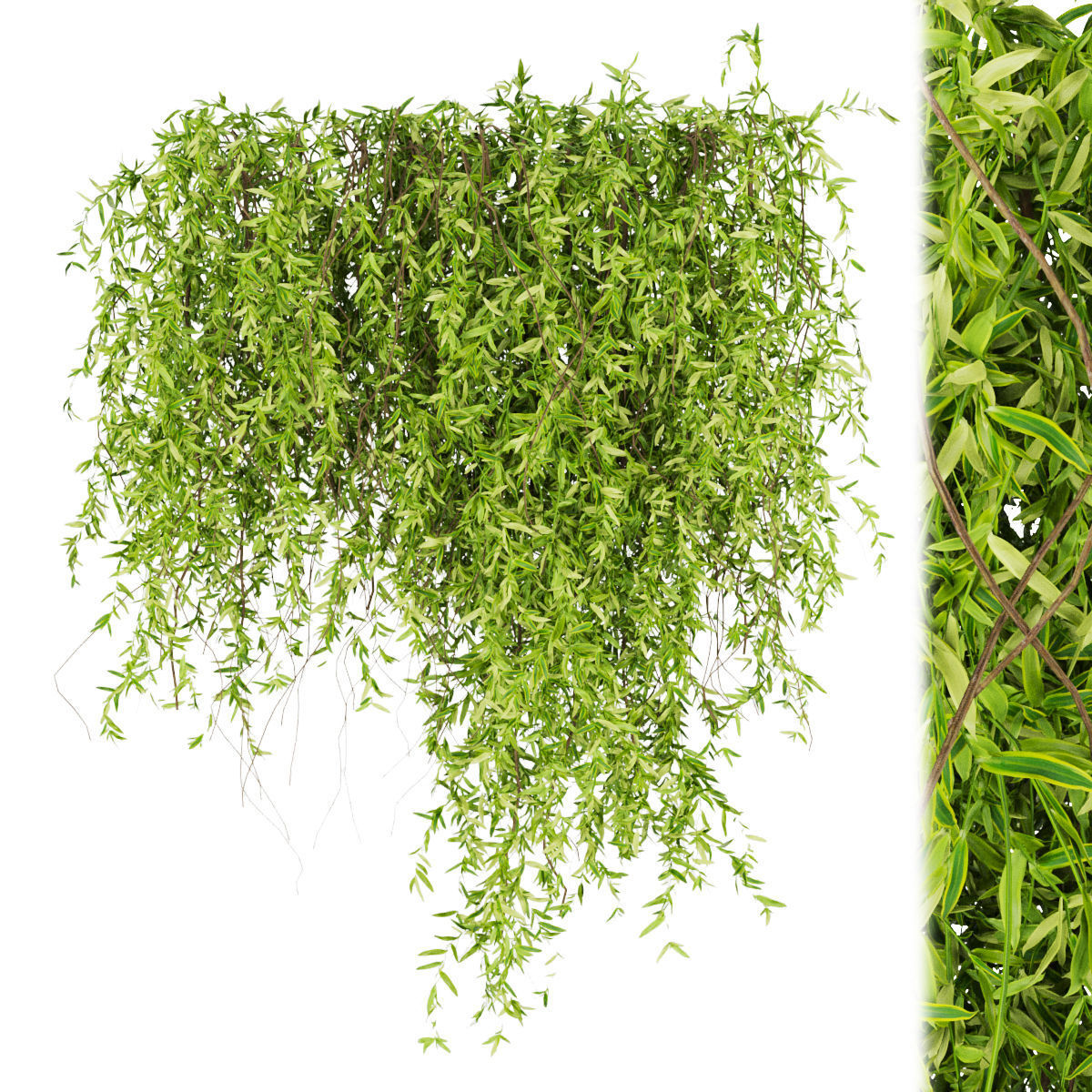 Collection plant vol 245 3D model_3