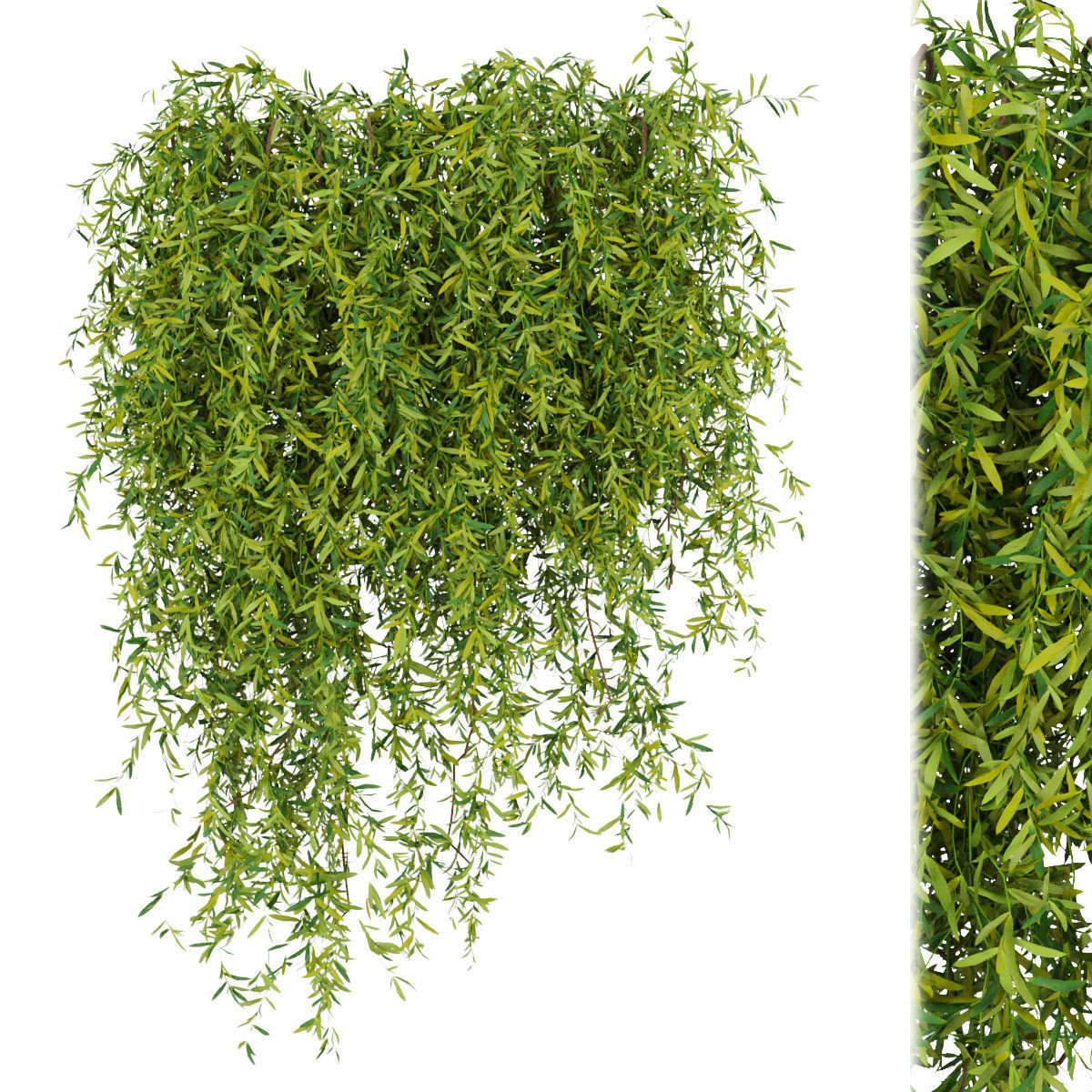 Collection plant vol 245 3D model_2