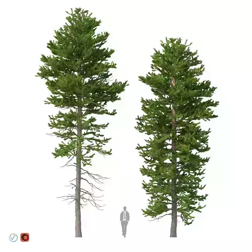 Picea Abies Set 1 - 2 in 1 3D model